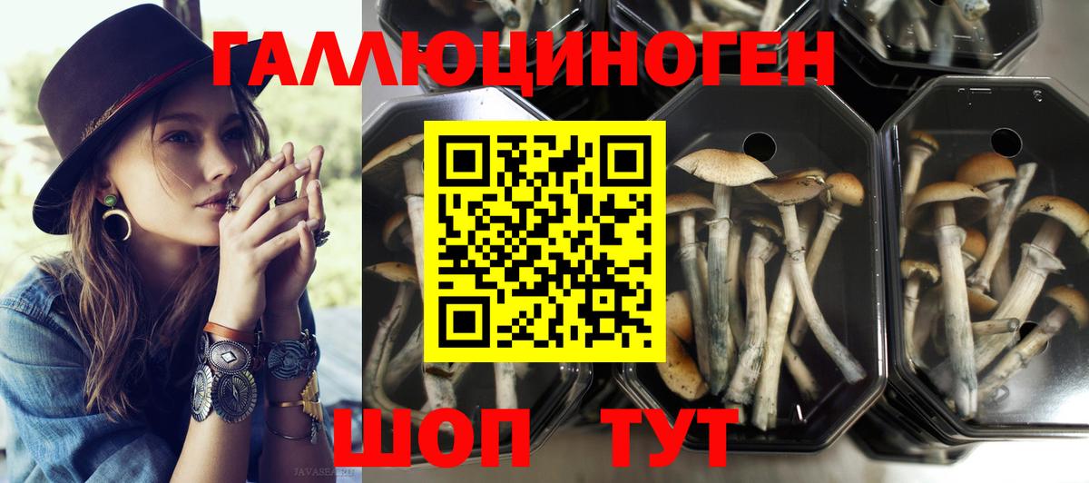 Псилоцибиновые грибы прущие грибы  где купить   Новоалтайск  Вход с VPN 